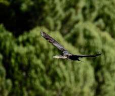 Image of Black Shag