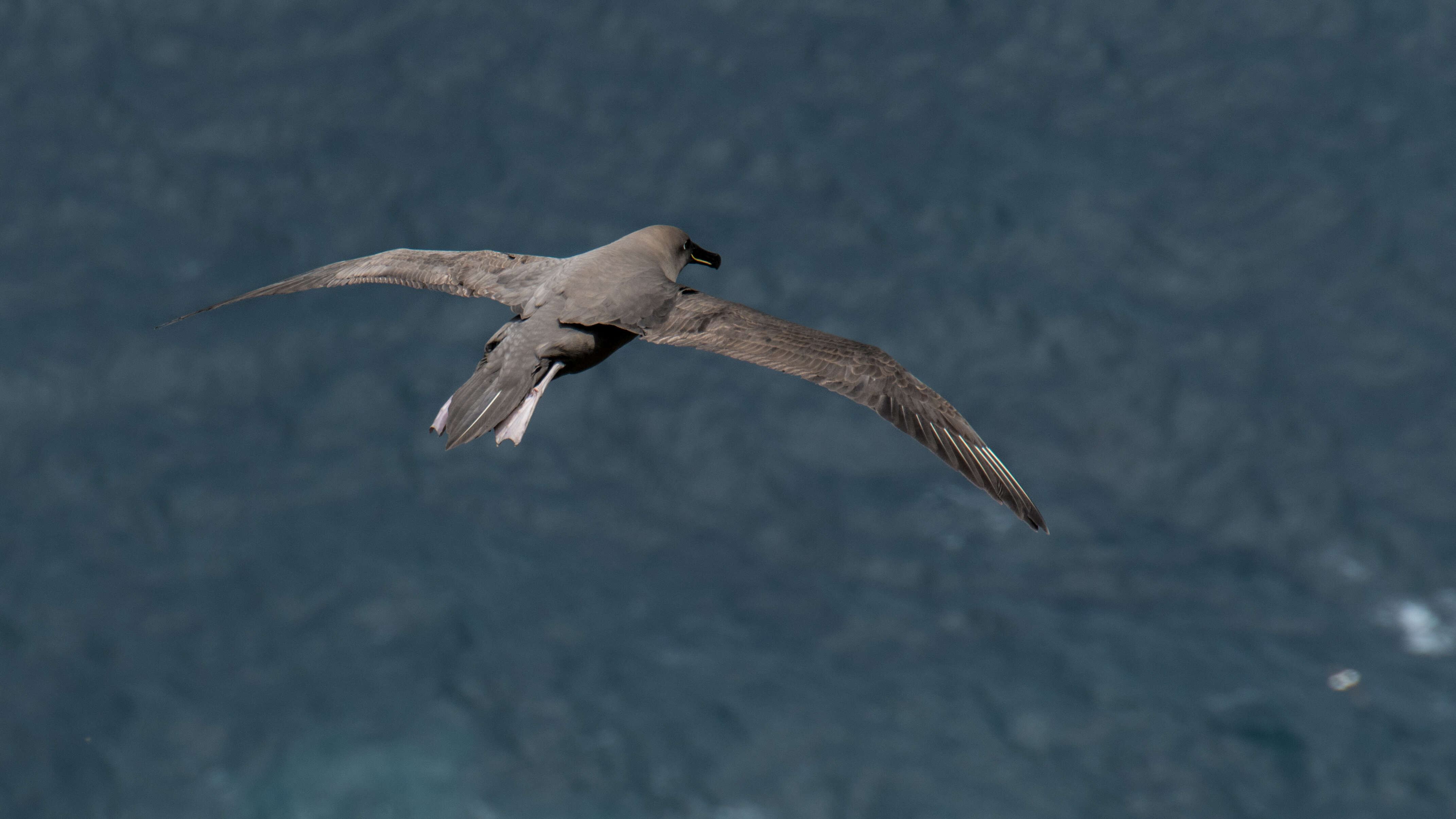 Image of Dark-mantled Sooty Albatross