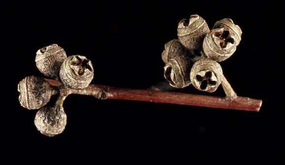 Image of Eucalyptus elliptica (Blakely & Mc Kie) L. A. S. Johnson & K. D. Hill