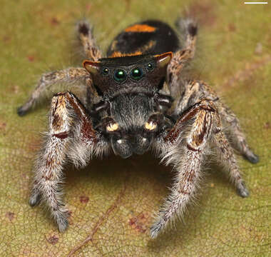 Image of Phidippus pacosauritus