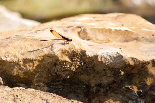 Image of Smoky Rubyspot