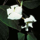 Image of Voacanga grandifolia (Miq.) Rolfe