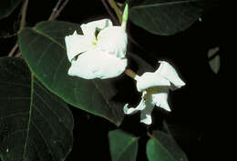 Imagem de Voacanga grandifolia (Miq.) Rolfe