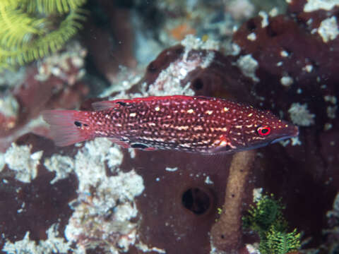 Image de Bodianus dictynna Gomon 2006