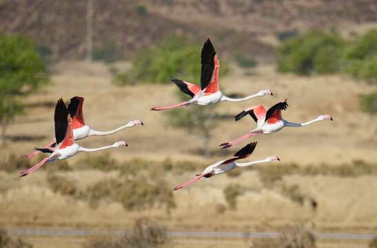 Imagem de Phoenicopterus roseus Pallas 1811