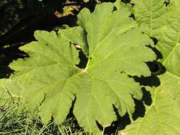 Image of giant rhubarb