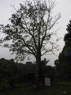 Image of African Baobab