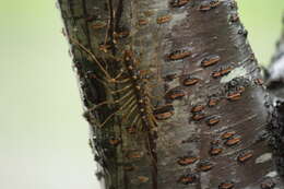 Image of Thereuopoda clunifera (Wood 1862)