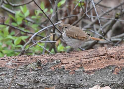 Image of Hermit Thrush