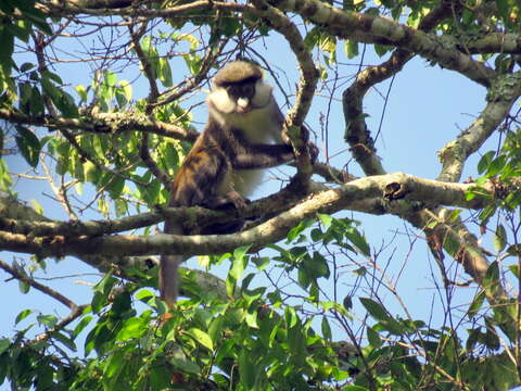 Image of Black-cheeked White-nosed Monkey