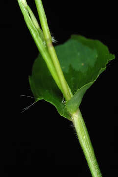 Image of small carpgrass