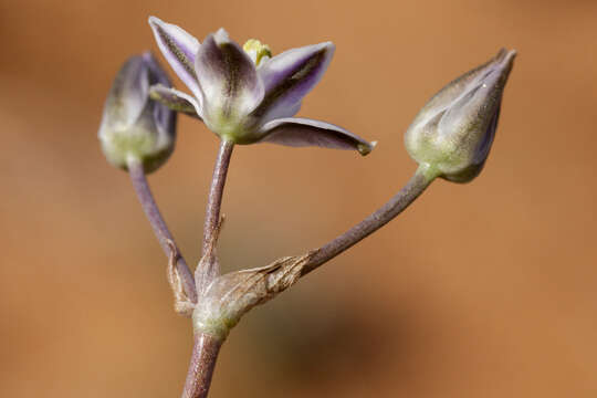 Image of Muilla lordsburgana