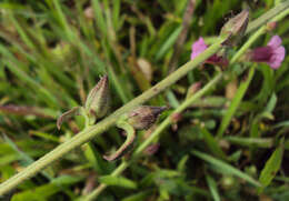 Image of Centranthera indica (L.) Gamble