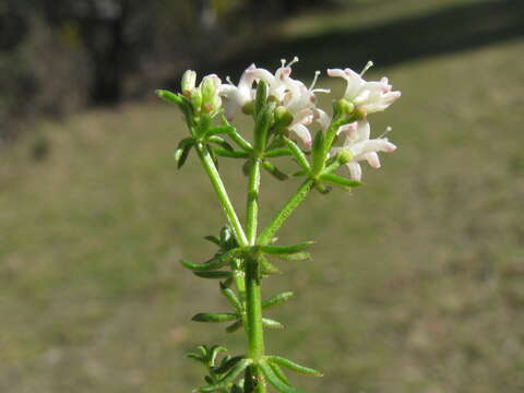 Image of Asperula conferta Hook. fil.