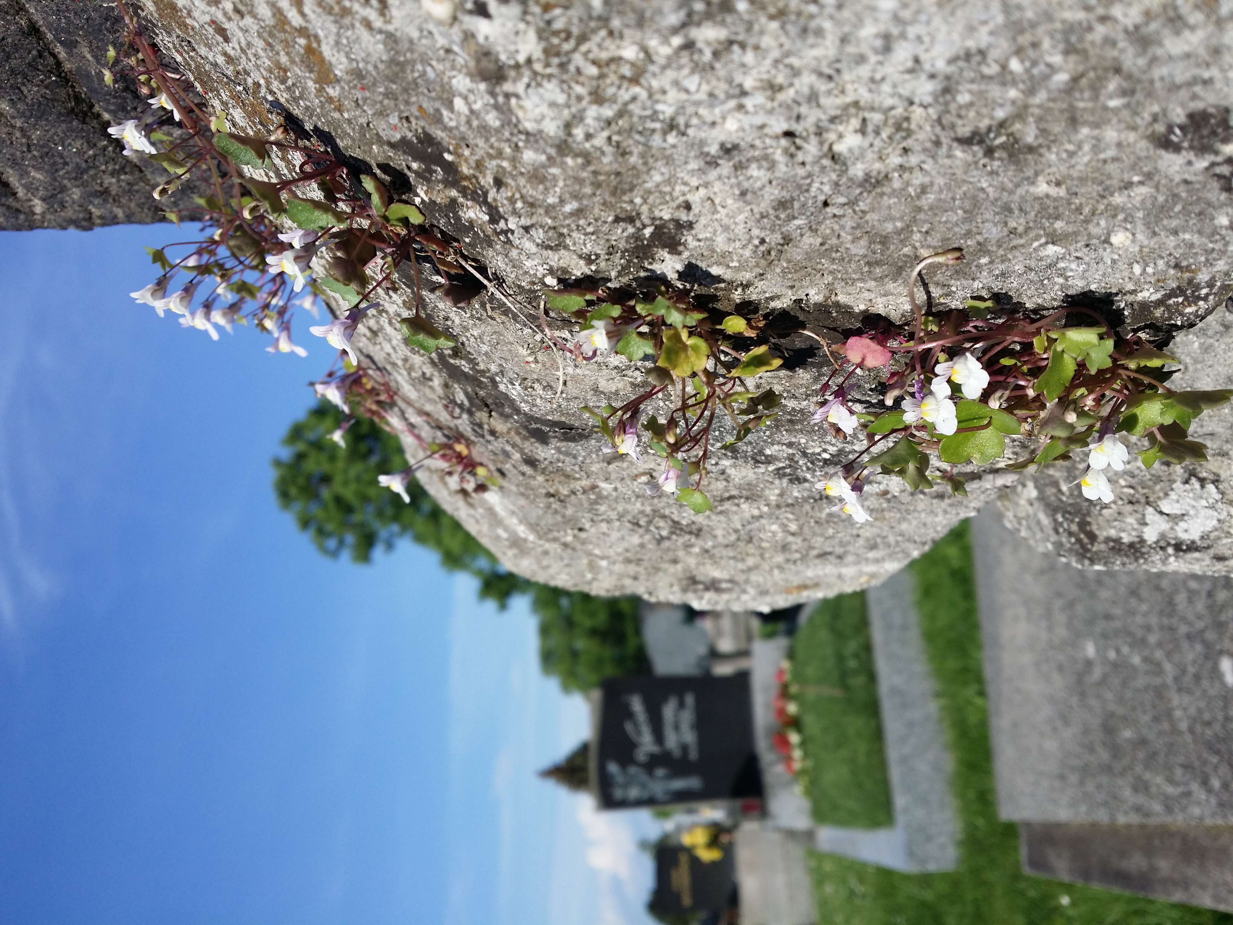 Image of Ivy-leaved Toadflax