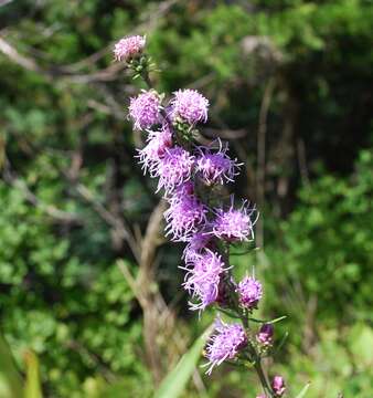 Слика од Liatris aspera Michx.