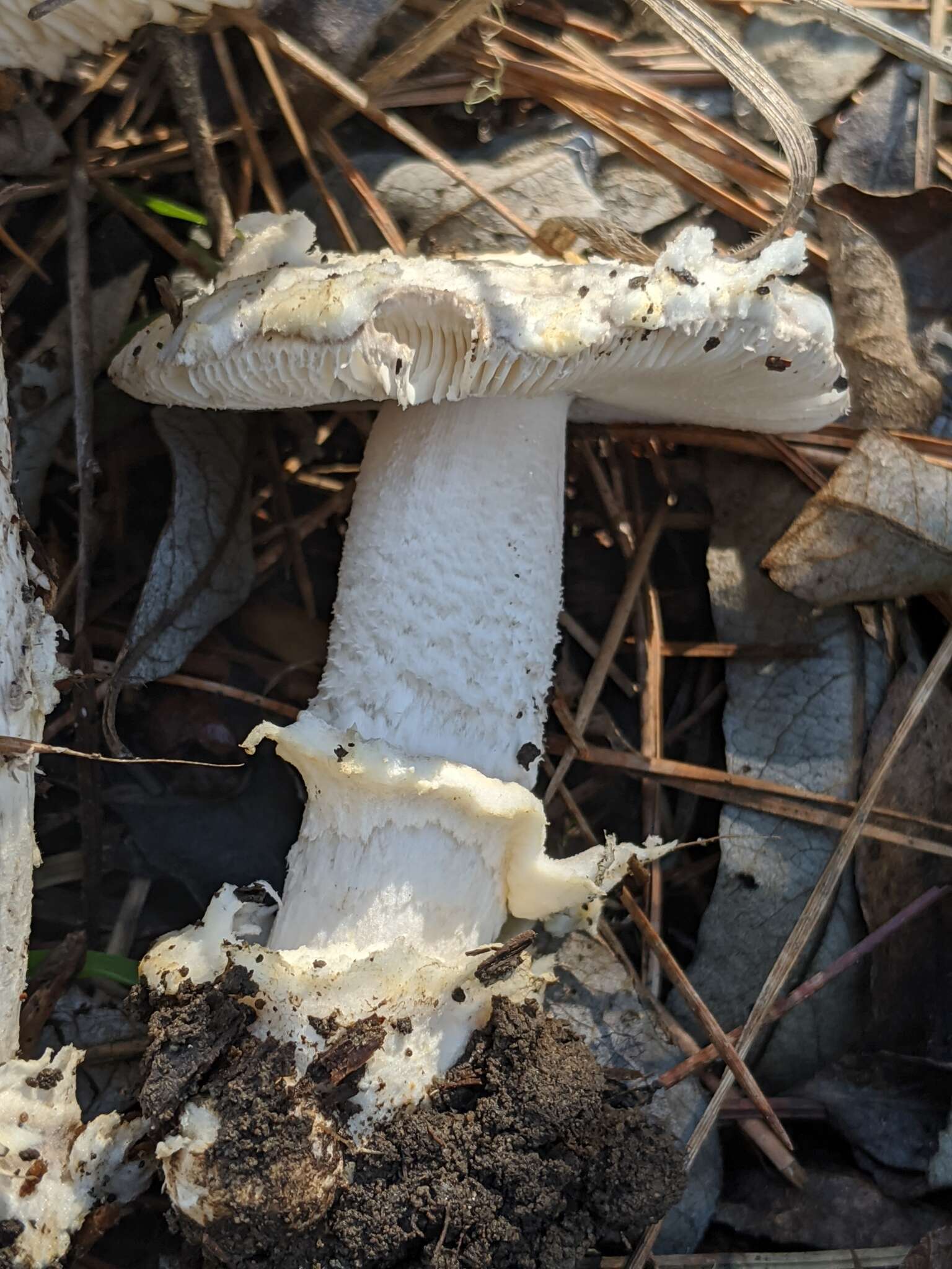 Image of Amanita protecta Tulloss & G. Wright 1989