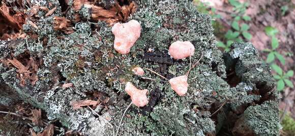 Image of Lycogala epidendrum