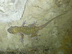 Image of Morocco Wall Gecko