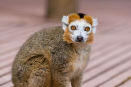 Image of Crowned Lemur