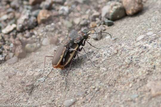 Image of Cobblestone Tiger Beetle