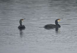 Imagem de Phalacrocorax carbo (Linnaeus 1758)