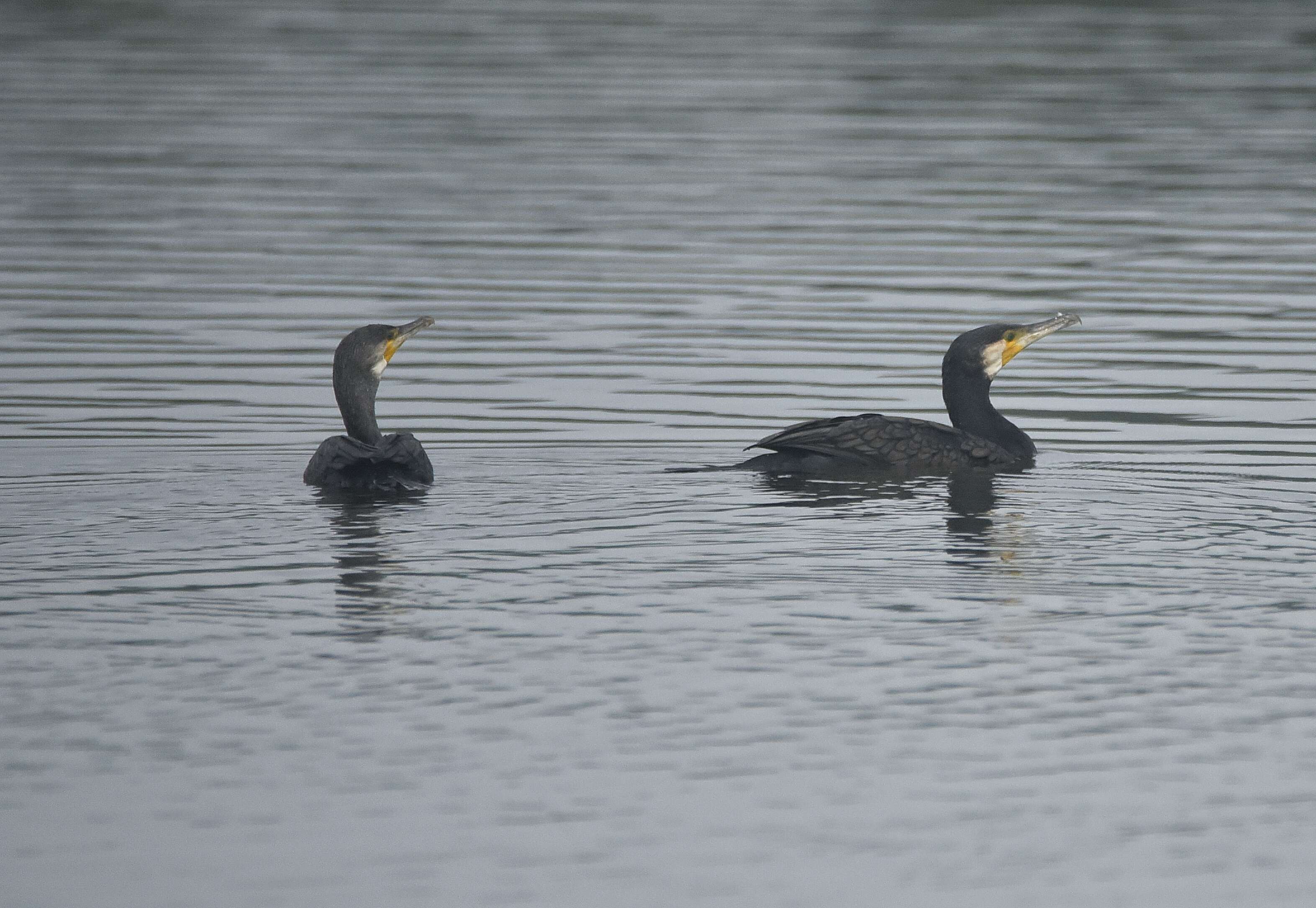 Imagem de Phalacrocorax carbo (Linnaeus 1758)