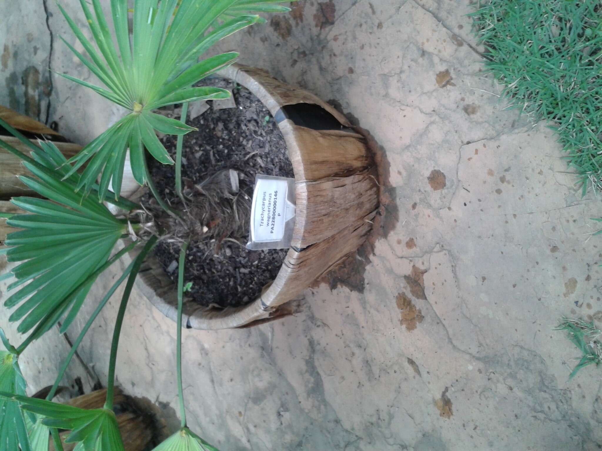 Trachycarpus fortunei (Hook.) H. Wendl. resmi