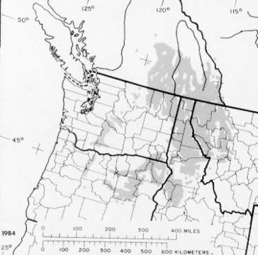 Image of western larch