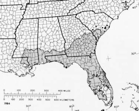 Image of Slash Pine