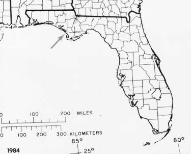 Image of Florida Nutmeg Tree