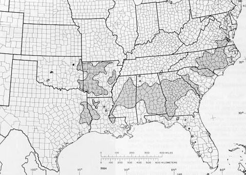 Image of <i>Acer floridanum</i> (Chapm.) Pax