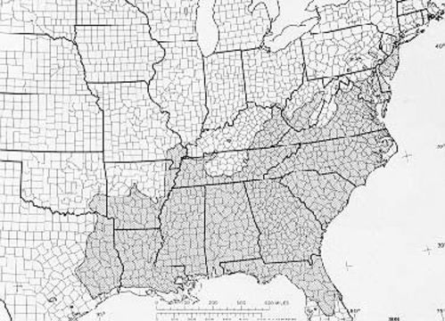 Image of American holly