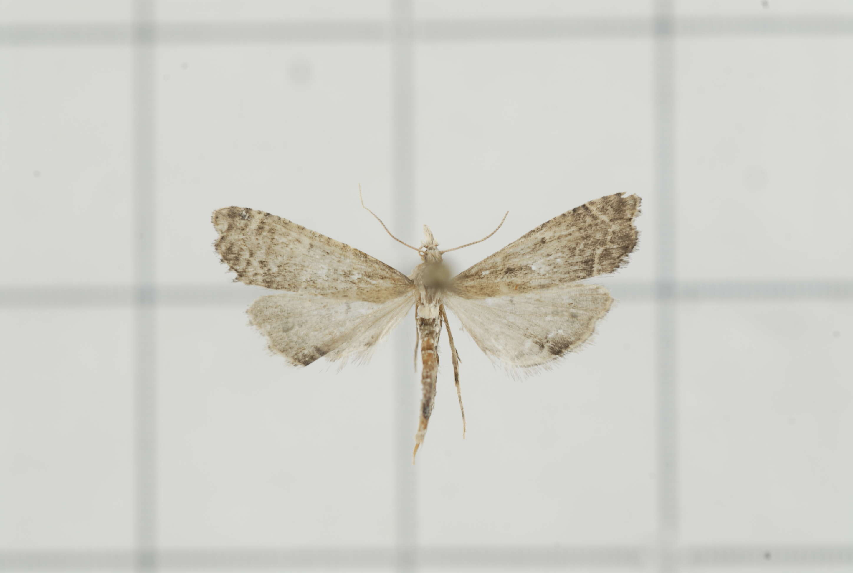 Image of Diplopseustis perieresalis Walker 1859