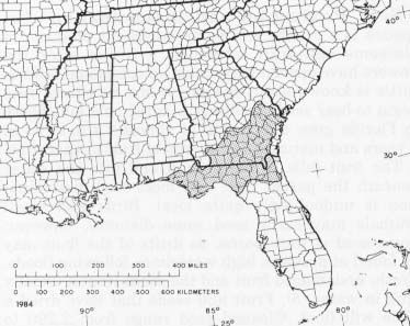 Image of Ogeechee tupelo