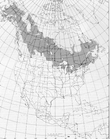 Слика од Populus balsamifera L.