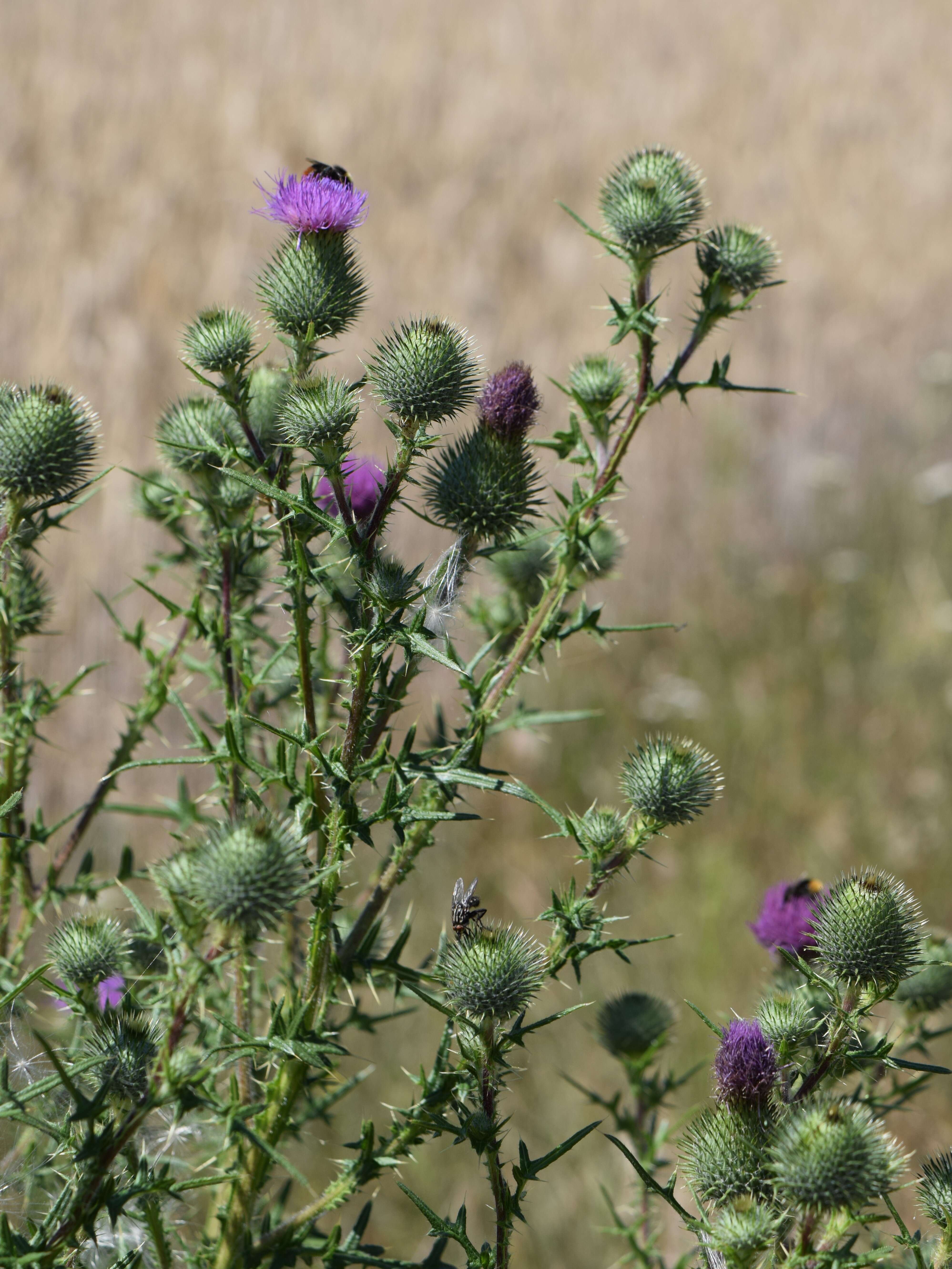 Image of Spear Thistle