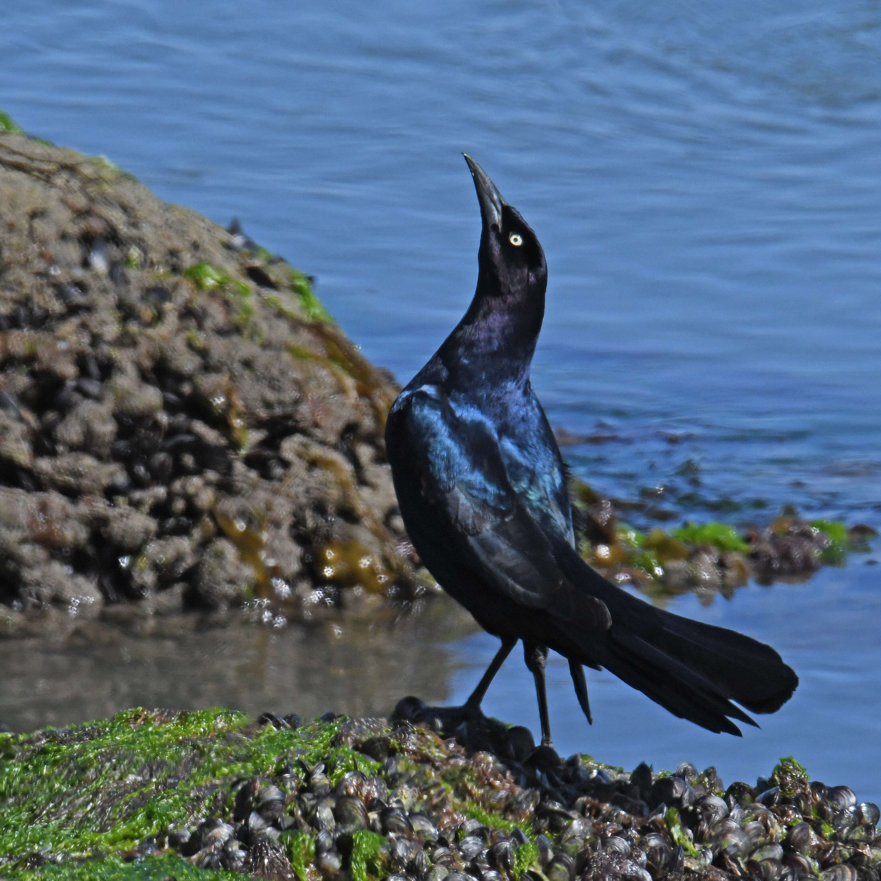 Image of Boat-tailed Grackle