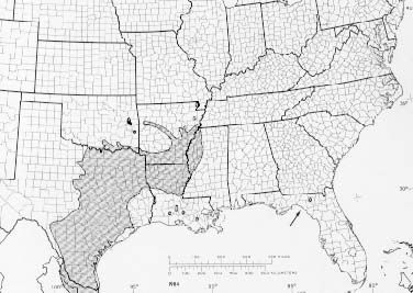 Image of cedar elm