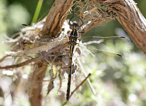 Слика од Syncordulia Selys 1882