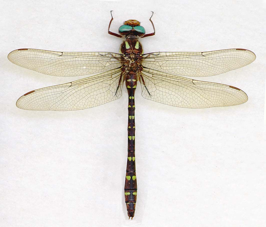 Image of Twin-Spotted Spiketail