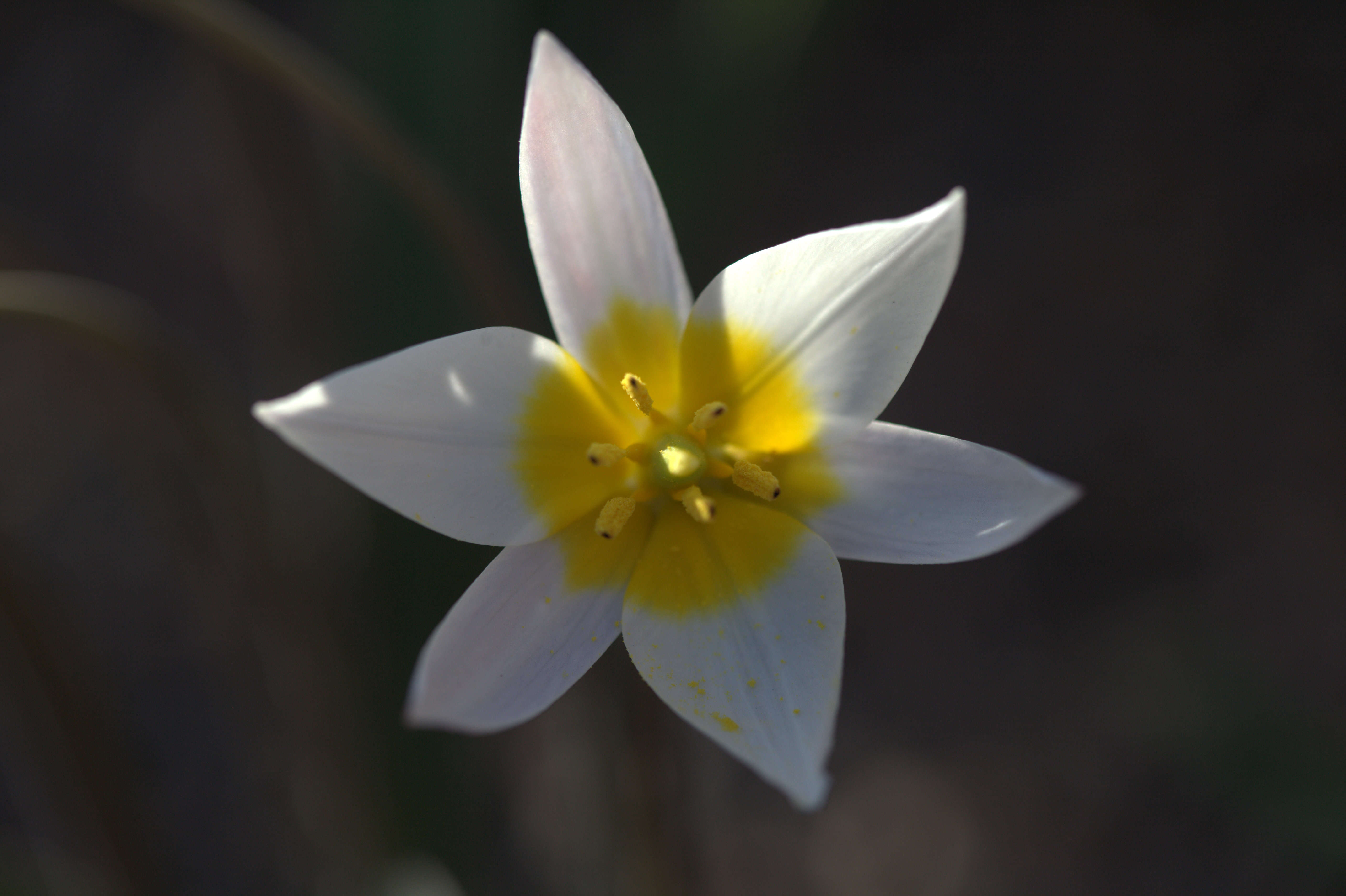 Image de Tulipa biflora Pall.