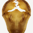 Image of Arrowhead Spiketail