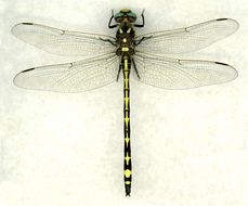 Image of Arrowhead Spiketail