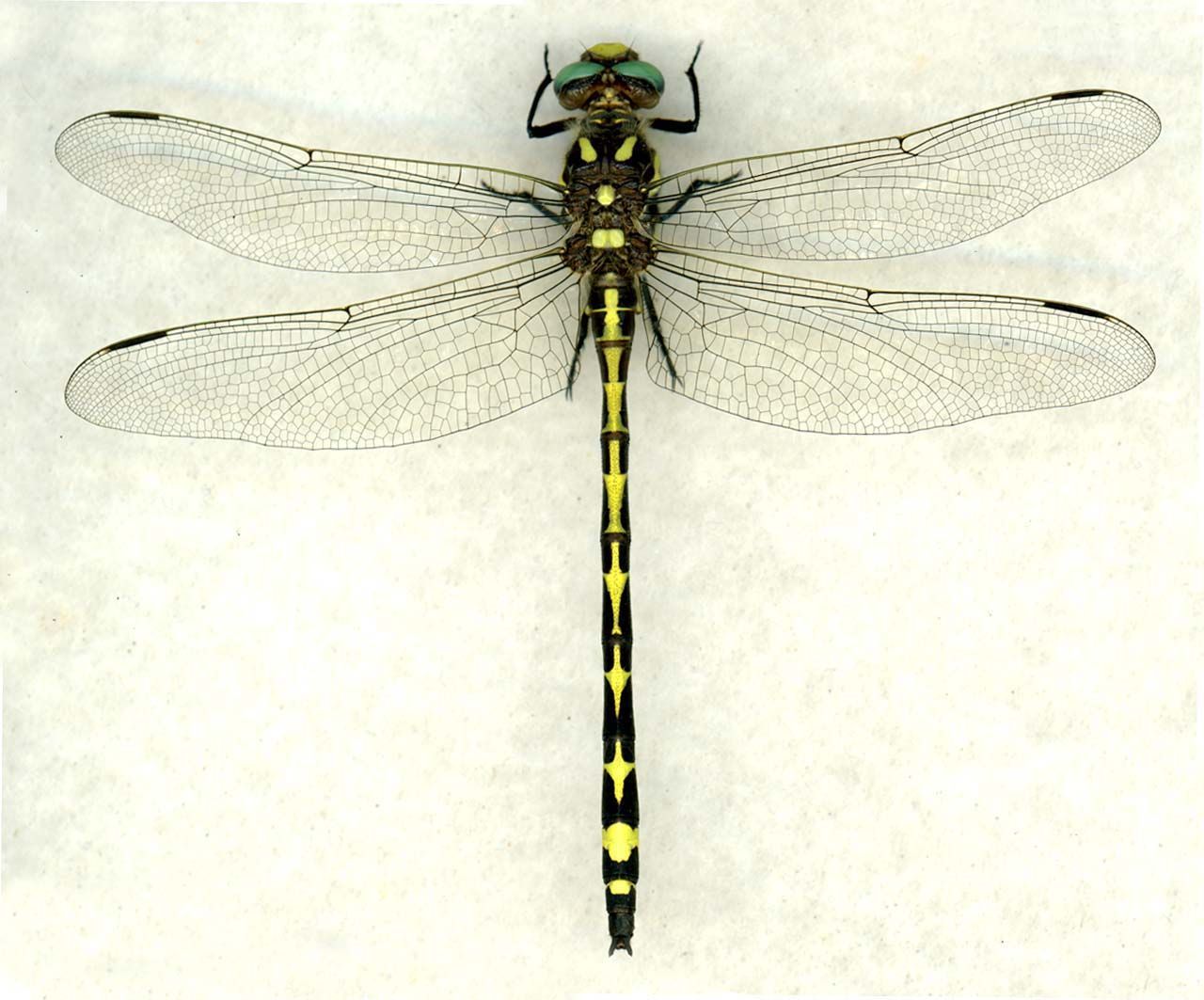 Image of Arrowhead Spiketail