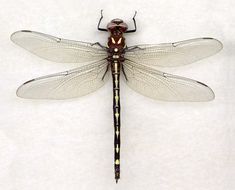 Image of Arrowhead Spiketail