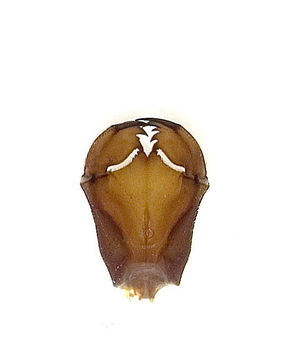 Image of Neopetaliidae