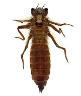 Image of Neopetaliidae