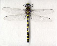 Image of Pacific Spiketail