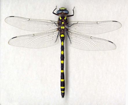 Image of Pacific Spiketail